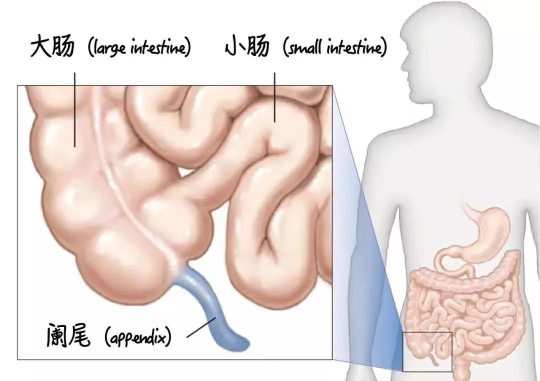 【围观】34岁男子午饭吃多了,结果遭得惨(图3) 3.jpg