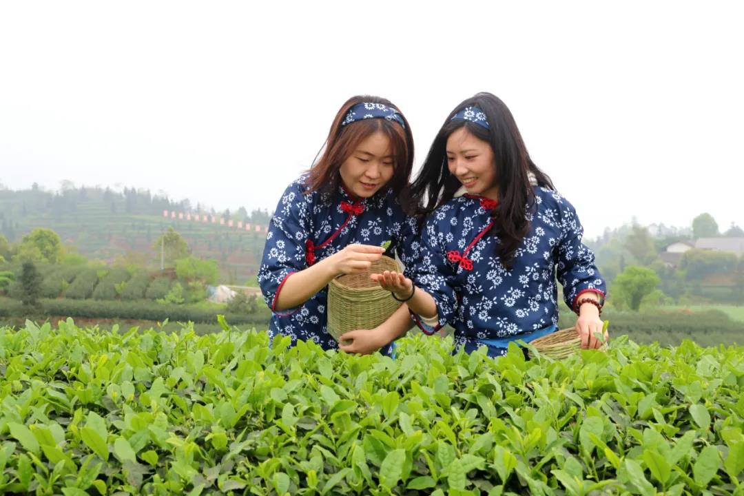 纳溪茶园变景区、茶山变“金山”!(图3) 3.jpg