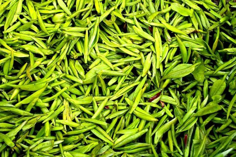 纳溪茶园变景区、茶山变“金山”!(图4) 4.jpg