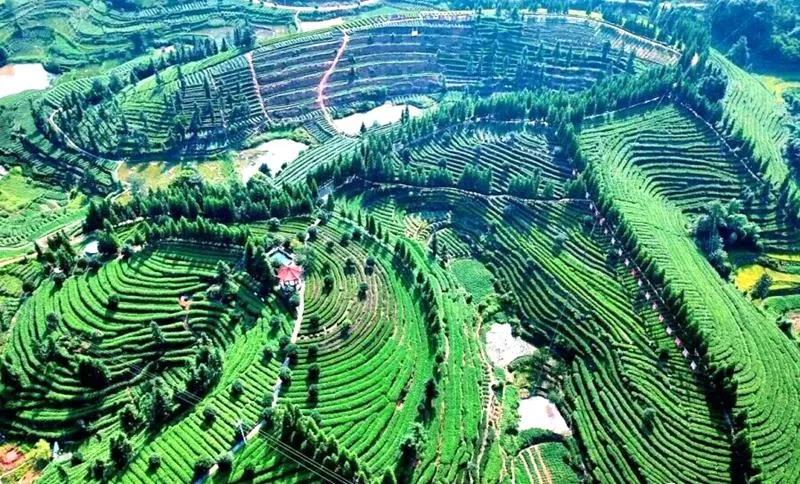 纳溪茶园变景区、茶山变“金山”!(图5) 5.jpg