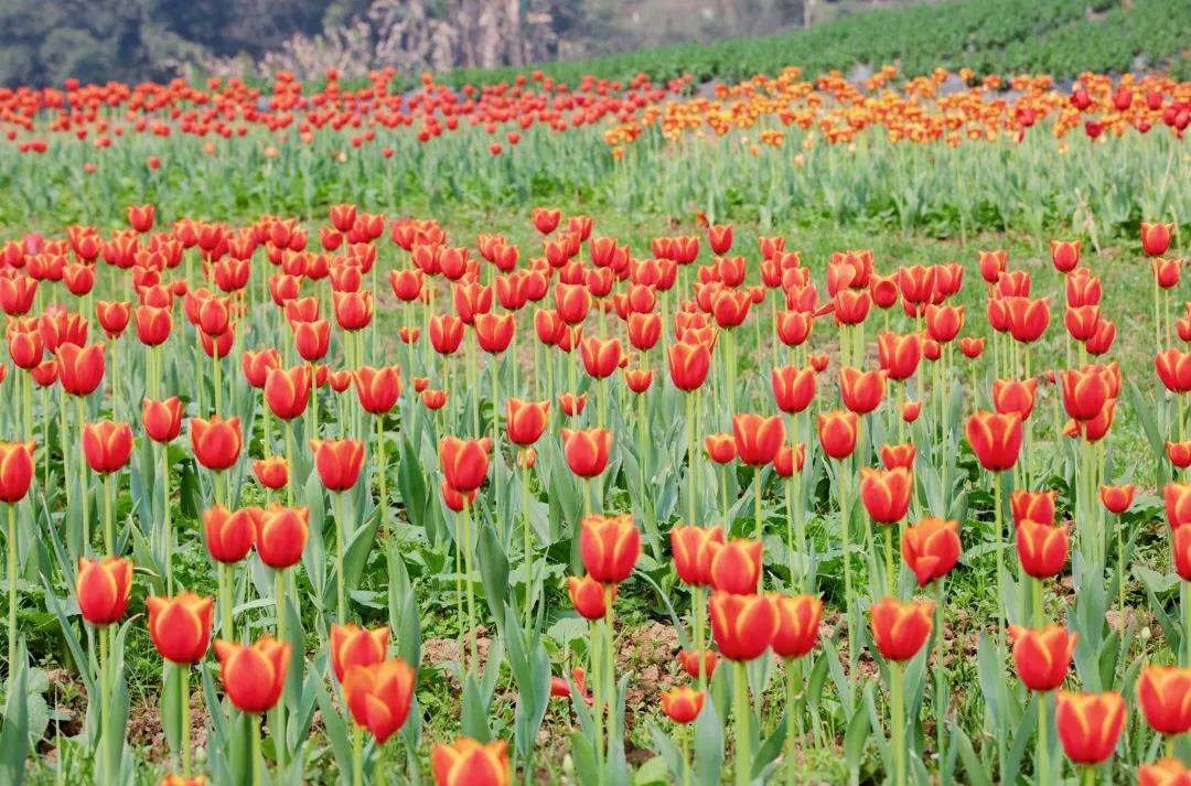 踏青赏花正当时，泸州发布多条赏花线路(图6)