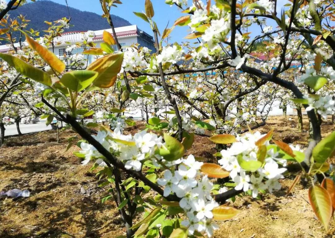 踏青赏花正当时，泸州发布多条赏花线路(图7)