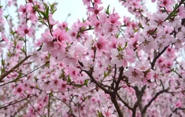 踏青赏花正当时，泸州发布多条赏花线路(图9)
