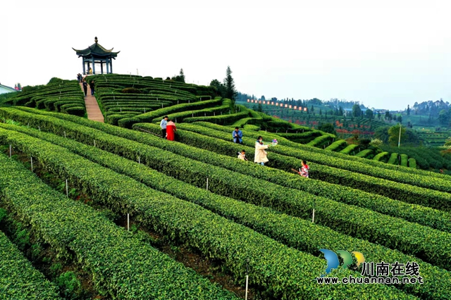早安中国,茶香世界!四川第九届茶叶开采活动周在纳溪启幕(图2) 早安中国,茶香世界!四川第九届茶叶开采活动周在纳溪启幕(图2)