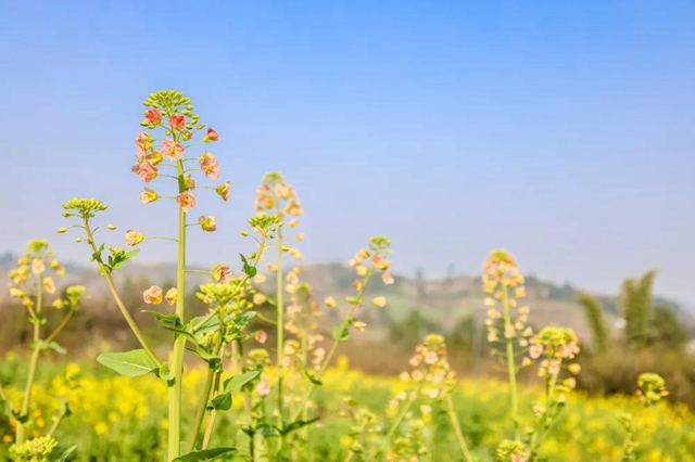盐都惊现五彩油菜花！自贡这里的春天别具一格(图4)