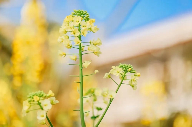 盐都惊现五彩油菜花！自贡这里的春天别具一格(图3)