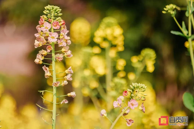 盐都惊现五彩油菜花！自贡这里的春天别具一格(图5)
