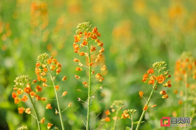 盐都惊现五彩油菜花！自贡这里的春天别具一格(图6)