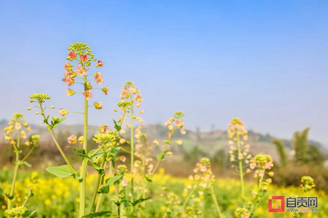 盐都惊现五彩油菜花！自贡这里的春天别具一格(图7)