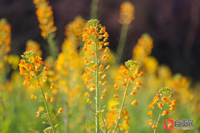 盐都惊现五彩油菜花！自贡这里的春天别具一格(图9)