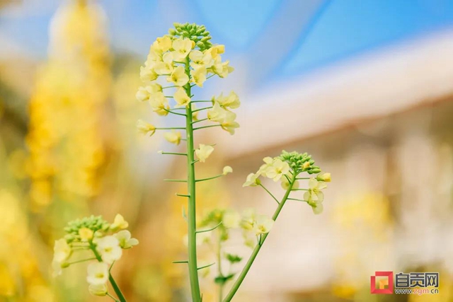盐都惊现五彩油菜花！自贡这里的春天别具一格(图8)
