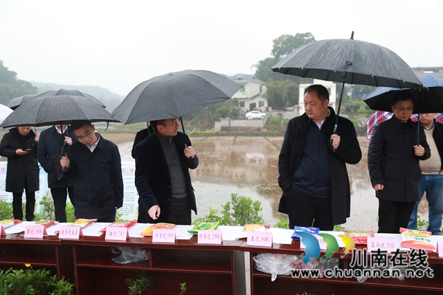 雨水好时节！合江县春耕生产拉开战幕(图5)
