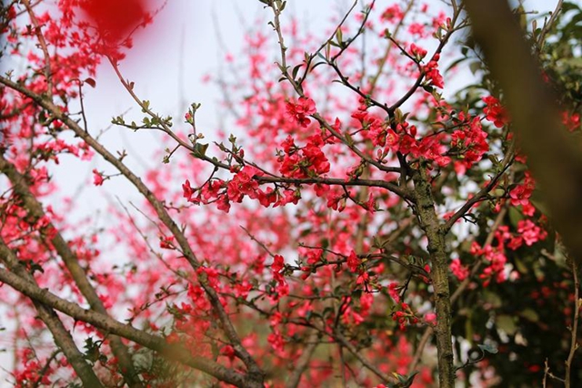 纳溪区护国公园：海棠花开染春色(图1)