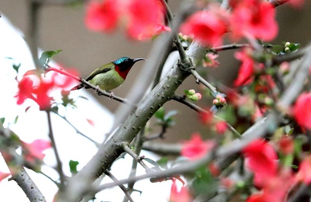 纳溪区护国公园：海棠花开染春色(图4)