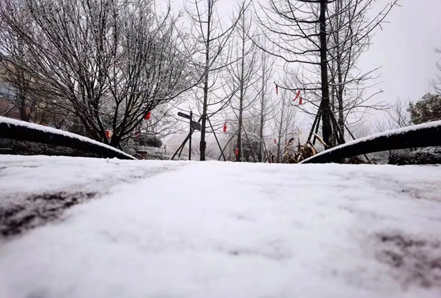 雪落春风，合江的春雪别样美丽……(图2)