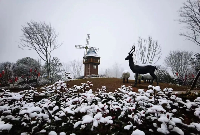 雪落春风，合江的春雪别样美丽……(图4)