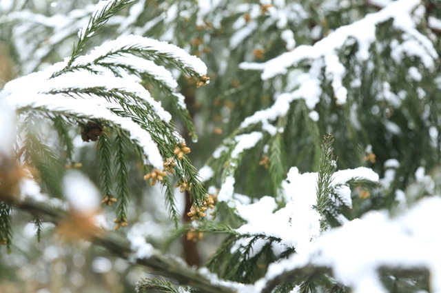 雪落春风，合江的春雪别样美丽……(图5)