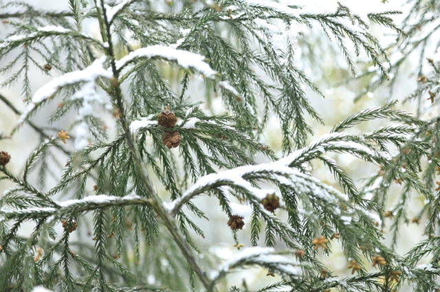 雪落春风，合江的春雪别样美丽……(图6)