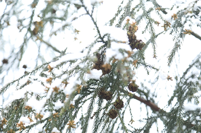 雪落春风，合江的春雪别样美丽……(图7)