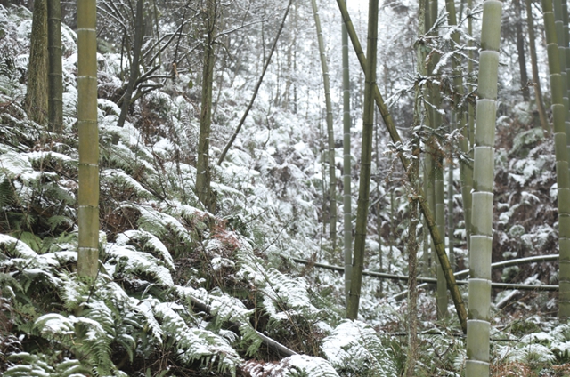 雪落春风，合江的春雪别样美丽……(图8)