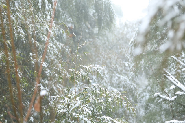 雪落春风，合江的春雪别样美丽……(图9)