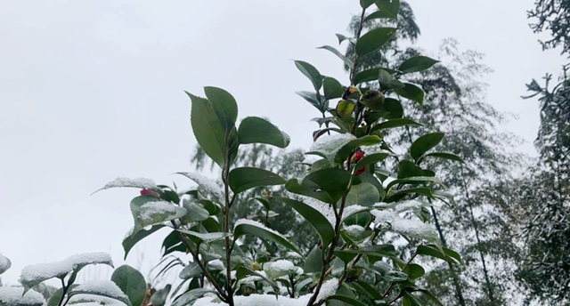 雪落春风，合江的春雪别样美丽……(图10)