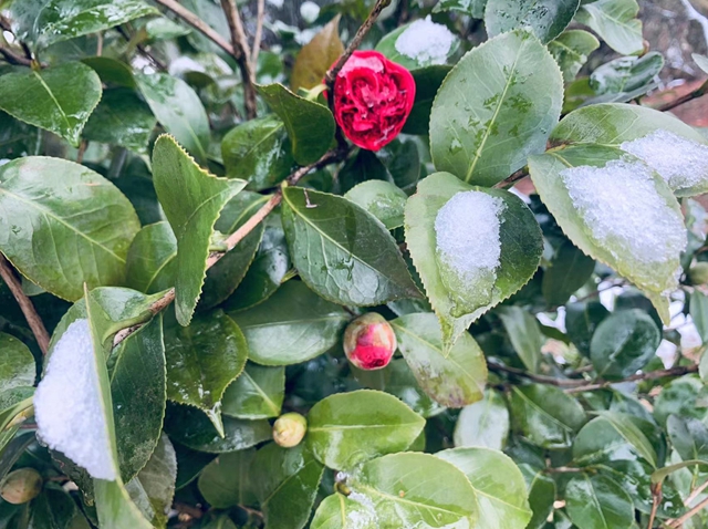 雪落春风，合江的春雪别样美丽……(图11)