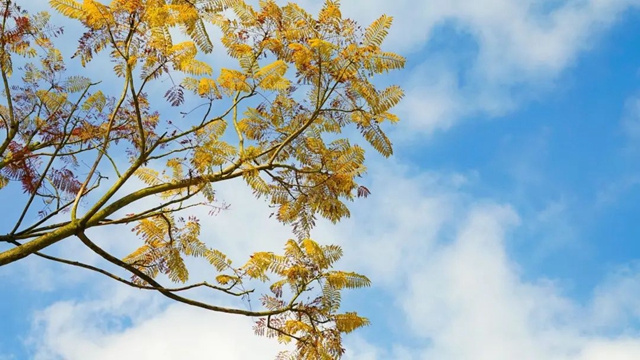 暖阳高照,雪山绵延,蔺州大地一秒“回春”!(图5) 暖阳高照,雪山绵延,蔺州大地一秒“回春”!(图5)