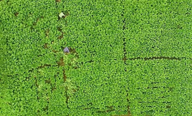 小小芽菜，如何撑起王庄村民的“钱袋子”？(图1)