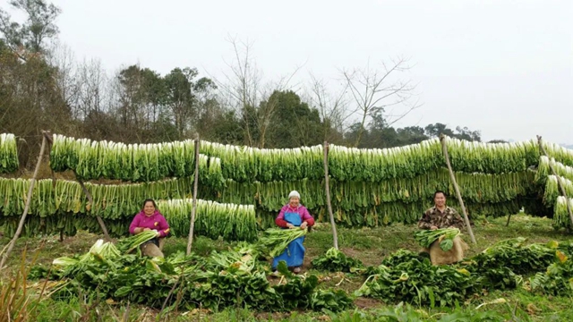 小小芽菜，如何撑起王庄村民的“钱袋子”？(图2)