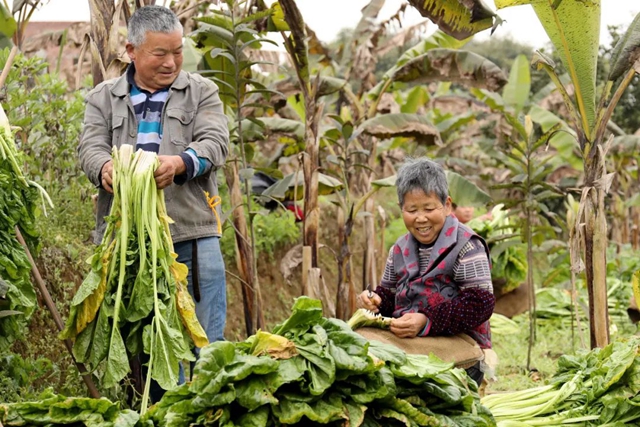 小小芽菜，如何撑起王庄村民的“钱袋子”？(图3)
