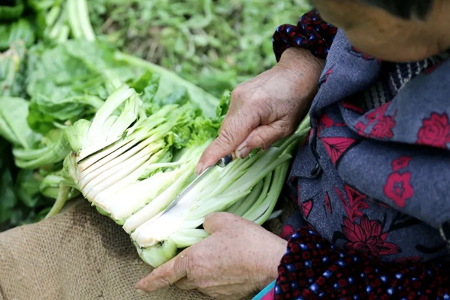 小小芽菜，如何撑起王庄村民的“钱袋子”？(图5)