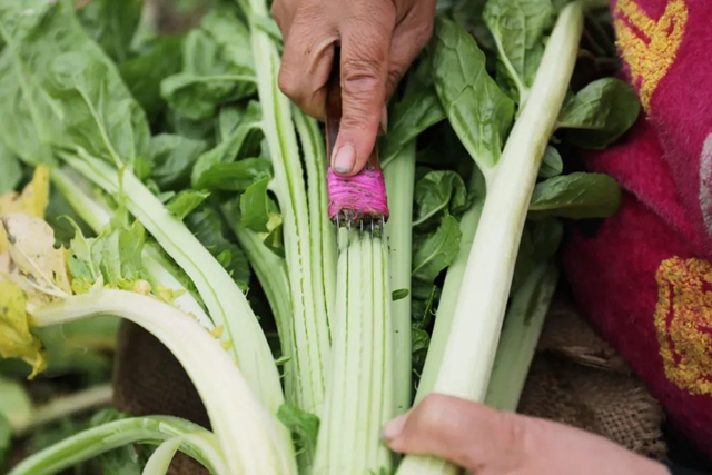 小小芽菜，如何撑起王庄村民的“钱袋子”？(图6)