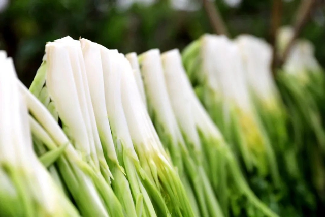 小小芽菜，如何撑起王庄村民的“钱袋子”？(图7)