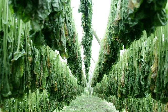 小小芽菜，如何撑起王庄村民的“钱袋子”？(图8)