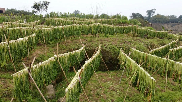 小小芽菜，如何撑起王庄村民的“钱袋子”？(图10)