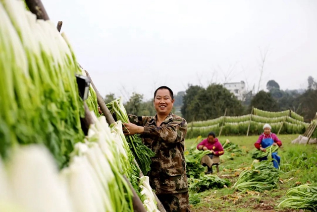 小小芽菜，如何撑起王庄村民的“钱袋子”？(图9)