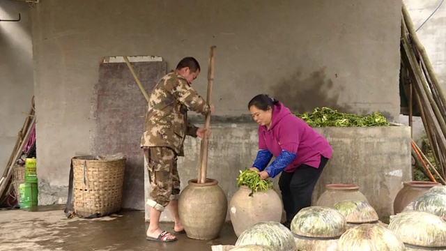 小小芽菜，如何撑起王庄村民的“钱袋子”？(图12)