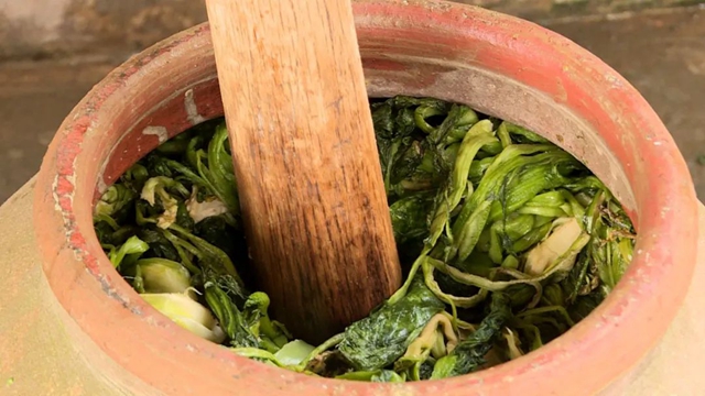 小小芽菜，如何撑起王庄村民的“钱袋子”？(图13)