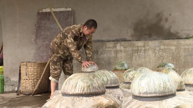 小小芽菜，如何撑起王庄村民的“钱袋子”？(图14)