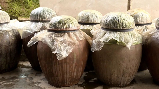 小小芽菜，如何撑起王庄村民的“钱袋子”？(图15)