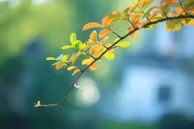 【扩散】这些中医办法,可提升身体免疫力!(图7) 【扩散】这些中医办法,可提升身体免疫力!(图7)