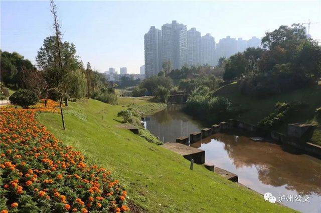 泸州赏花地点大汇总！快搭乘“春天的公交”出发！（附详细乘车线路）(图7)