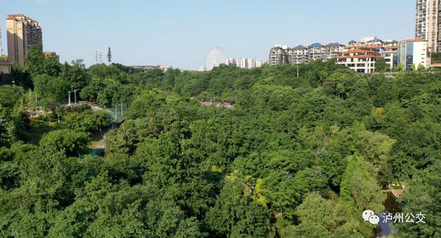 泸州赏花地点大汇总！快搭乘“春天的公交”出发！（附详细乘车线路）(图14)