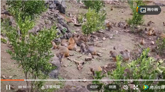 【生态古蔺】白泥镇上百只猕猴下山觅食