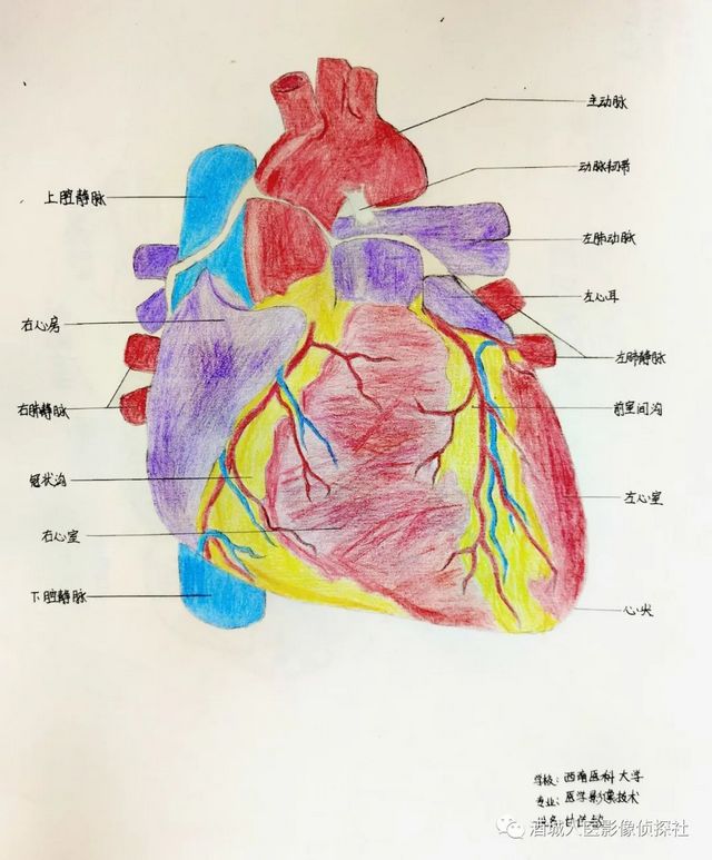 生命之美——医学影像科实习学生寒假作业等你来投票！！(图11)