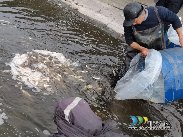 宜宾南溪区长兴镇：投放鱼苗，改善水质(图1)