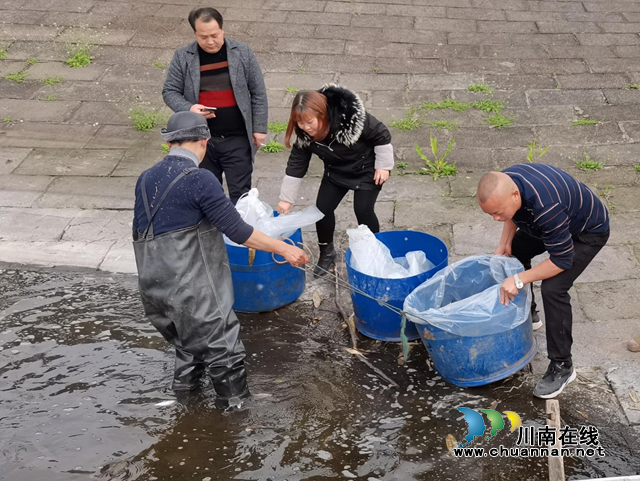 宜宾南溪区长兴镇：投放鱼苗，改善水质(图2)