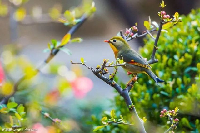 【扩散】今日起，来西南医大中医院看这些病免费！(图1)