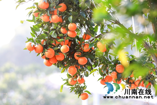 合江：千亩沃柑喜获丰收！(图2)